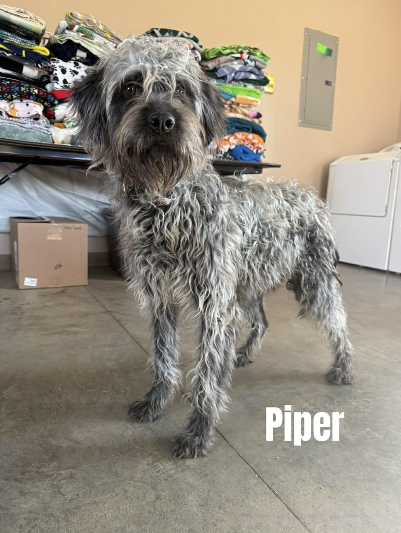 Enlarge Piper, a ADOPTABLE mixed breed in Quincy, MI image 4/6