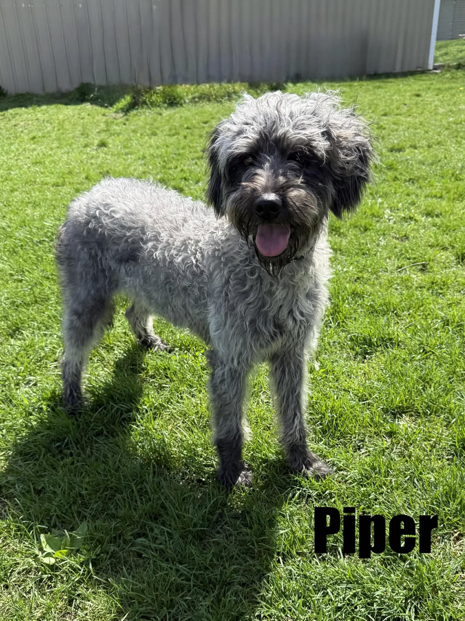 Enlarge Piper, a ADOPTABLE mixed breed in Quincy, MI image 2/6