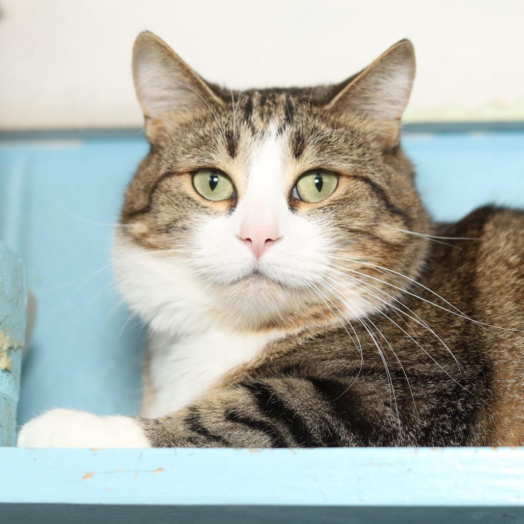 Big Ang, Adoptable, Adult Female Domestic Short Hair.