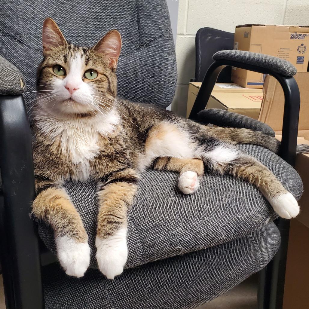 Big Ang, a Adoptable Domestic Short Hair in Evansville, IN image 2/6