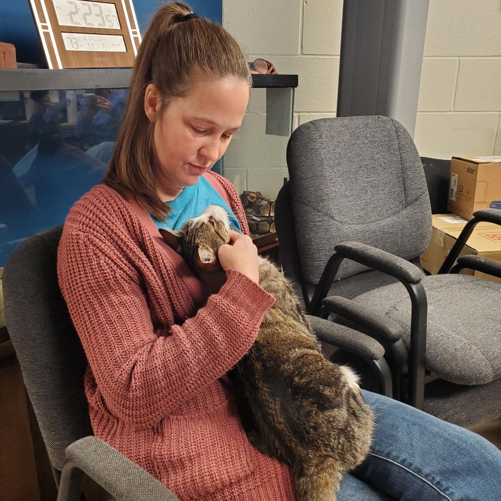 Big Ang, a Adoptable Domestic Short Hair in Evansville, IN image 3/6