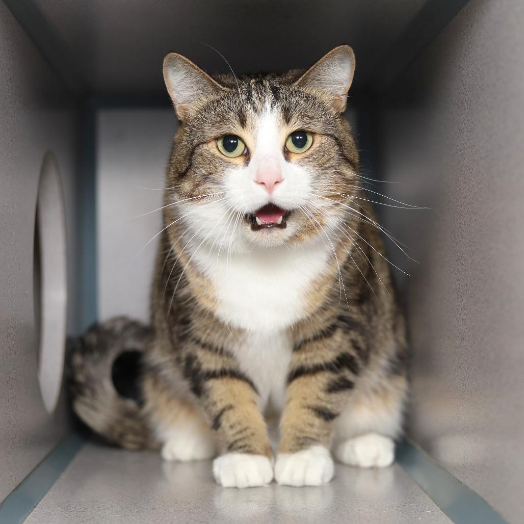 Big Ang, a Adoptable Domestic Short Hair in Evansville, IN image 4/6