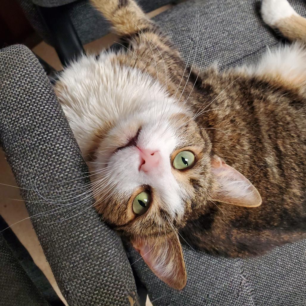Big Ang, a Adoptable Domestic Short Hair in Evansville, IN image 5/6