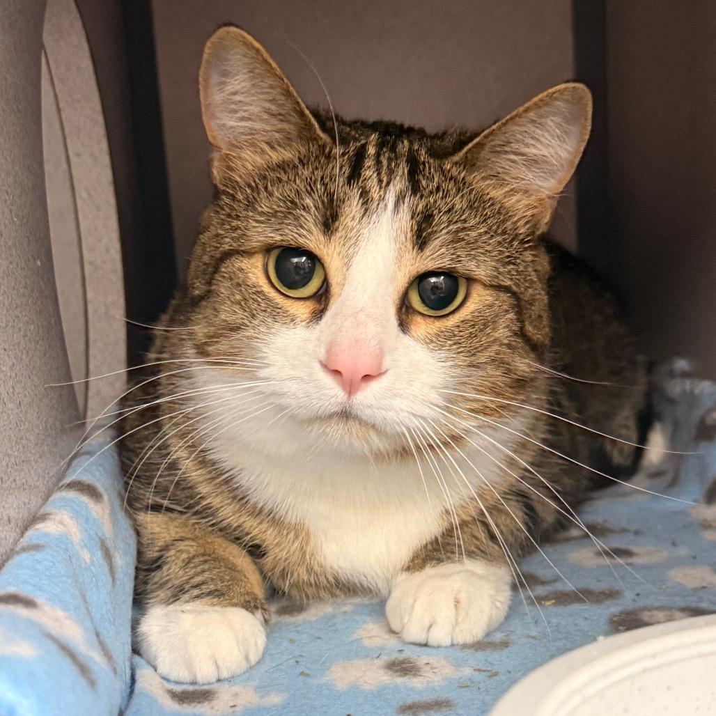 Big Ang, a Adoptable Domestic Short Hair in Evansville, IN image 6/6