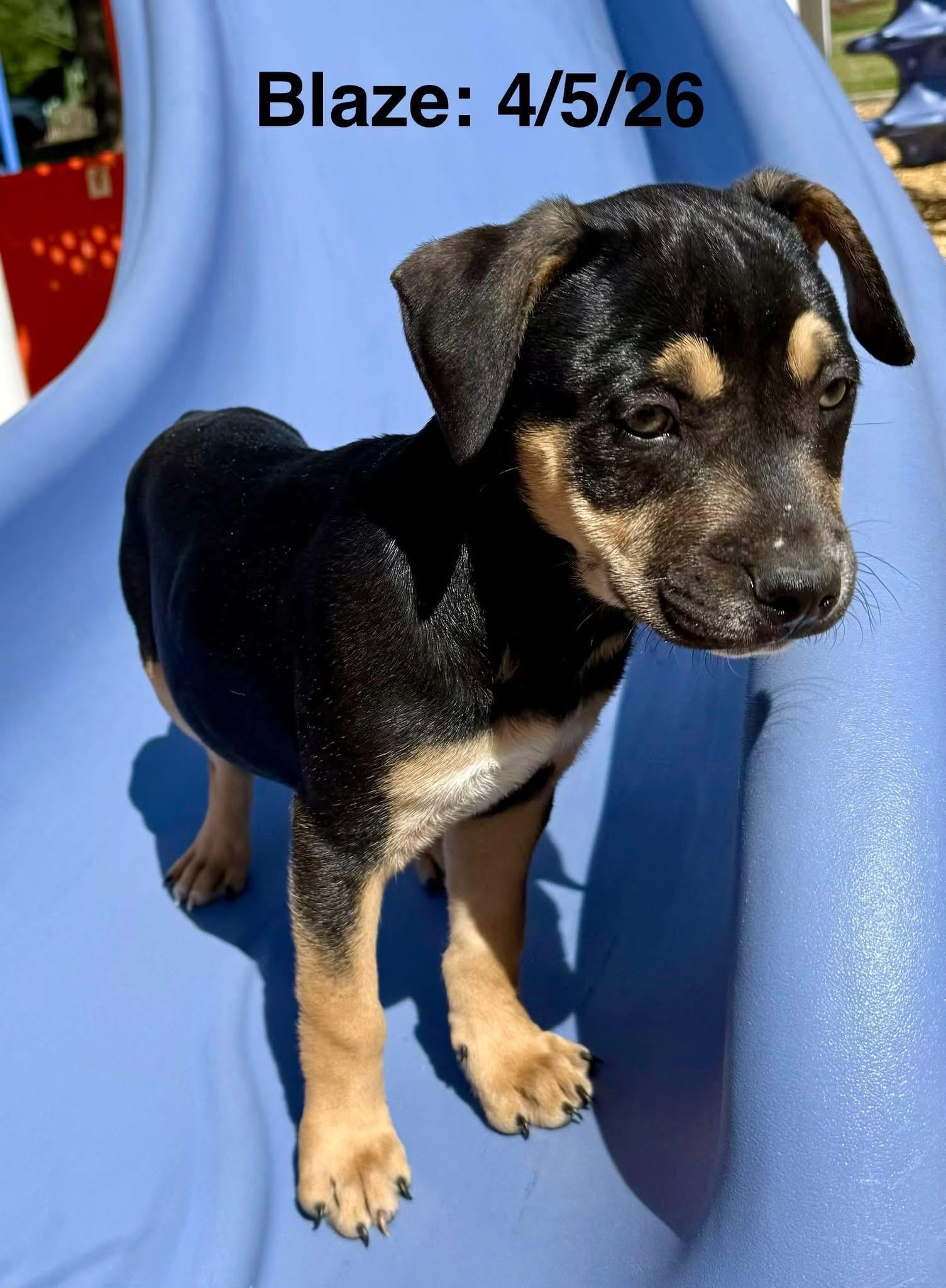 Blaze, Adoptable, Puppy Male Staffordshire Bull Terrier & Shepherd.