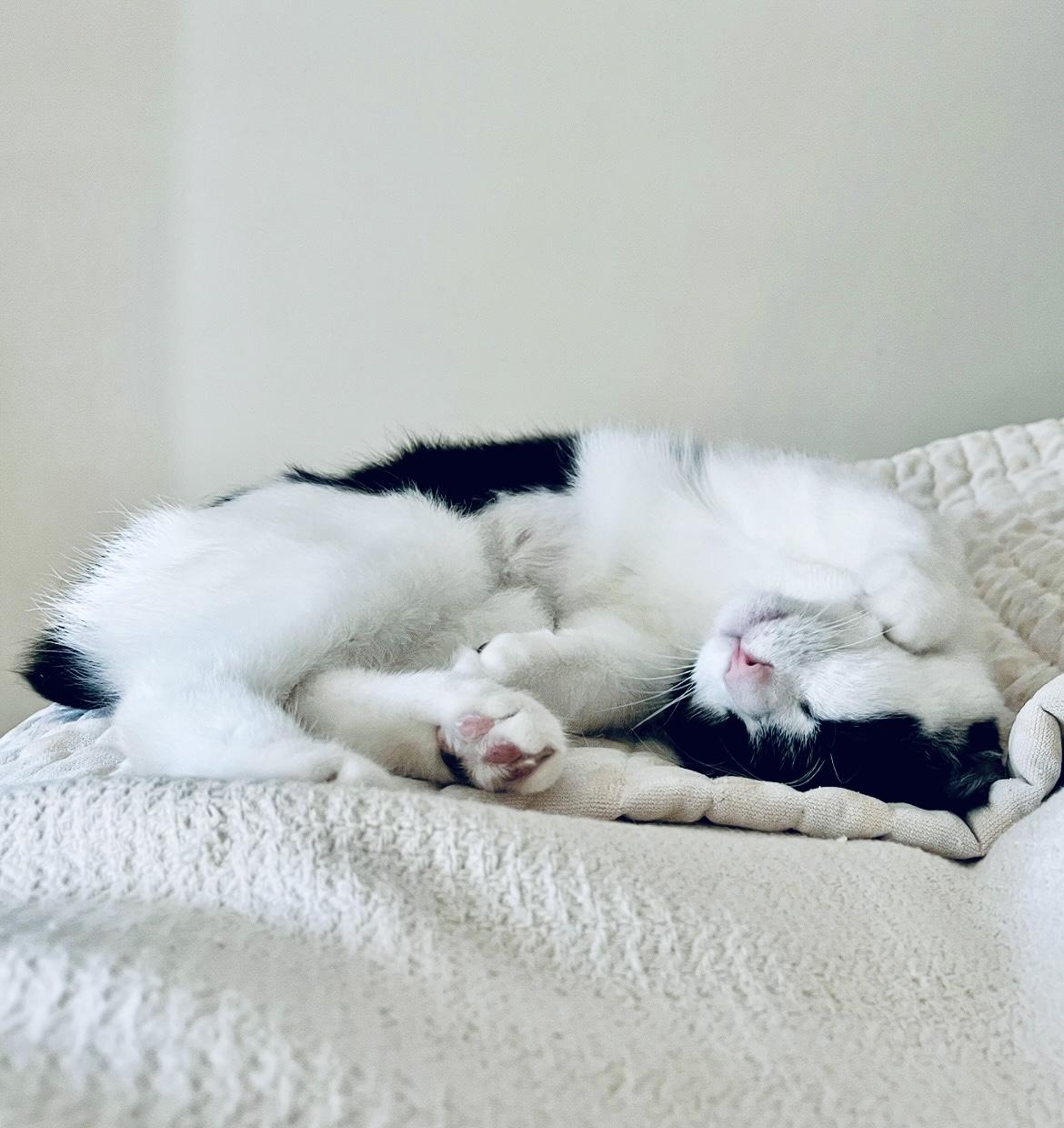 Jazzy, a Adoptable Domestic Short Hair in Staten Island, NY image 4/6