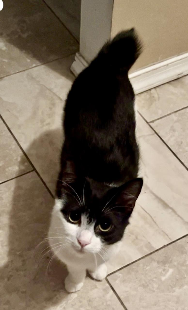 Jazzy, a Adoptable Domestic Short Hair in Staten Island, NY image 5/6