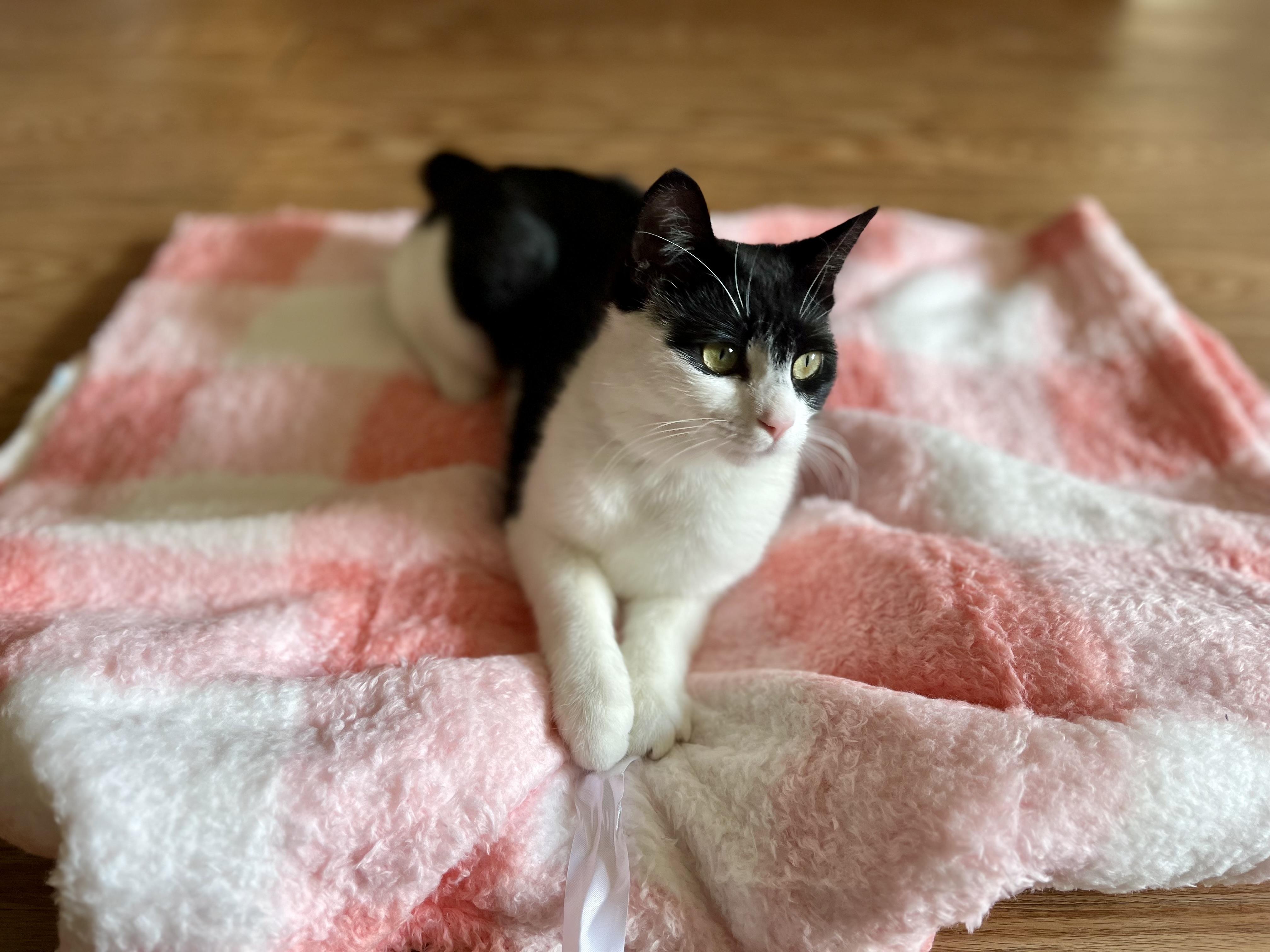 Jazzy, a Adoptable Domestic Short Hair in Staten Island, NY image 3/6