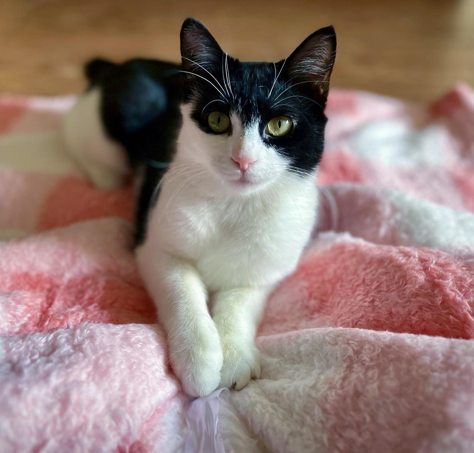 Jazzy, a Adoptable Domestic Short Hair in Staten Island, NY image 1/6