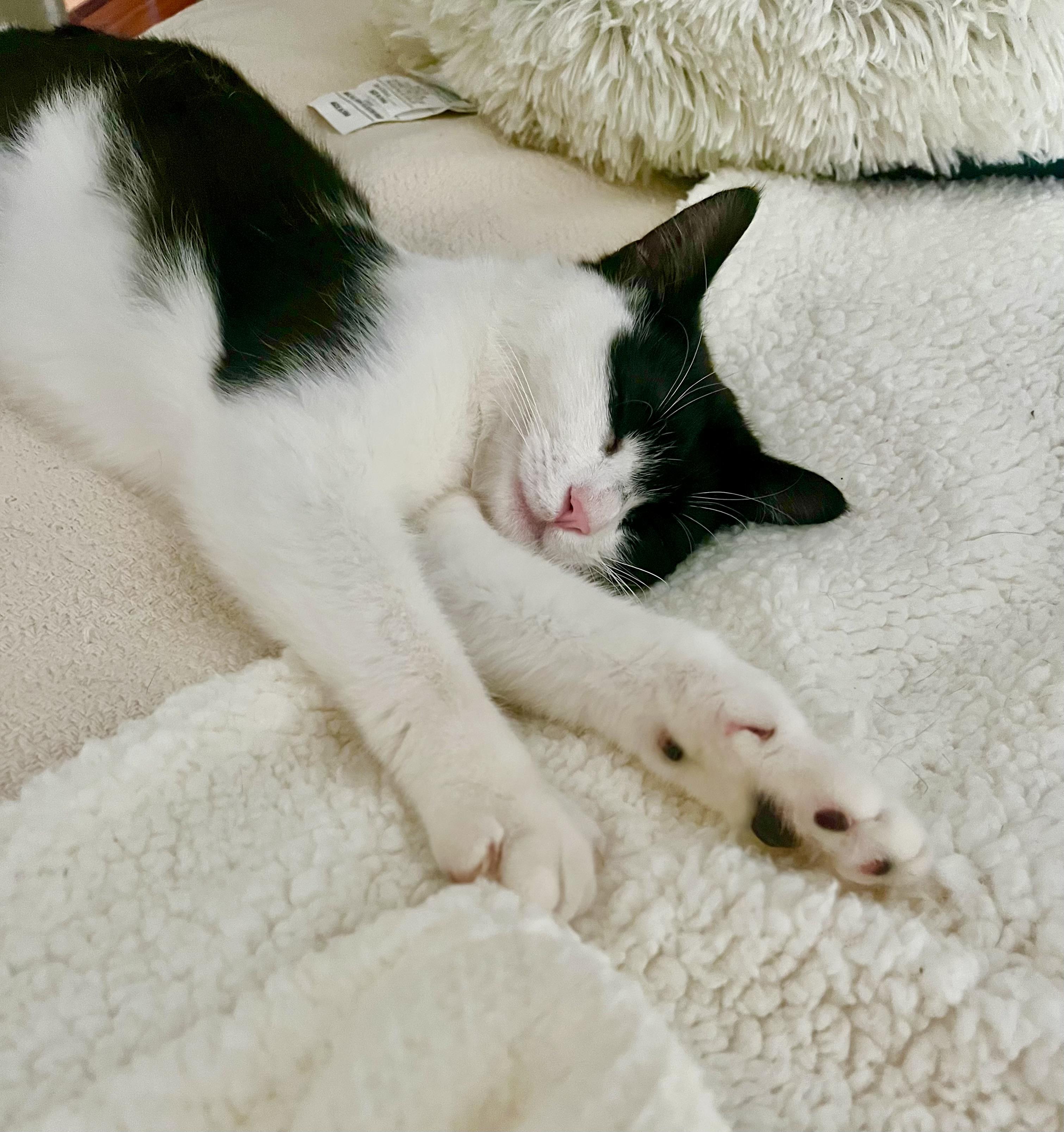 Jazzy, a Adoptable Domestic Short Hair in Staten Island, NY image 2/6