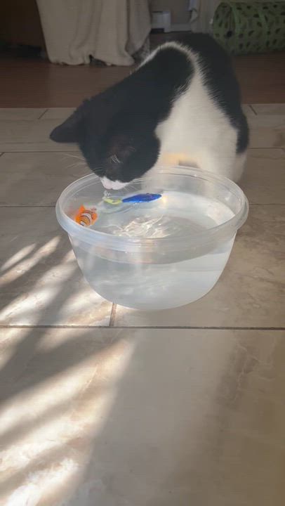 Enlarge Jazzy, a Adoptable Domestic Short Hair in Staten Island, NY video 6/6