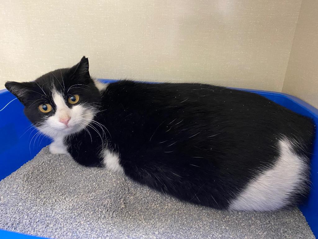 Sarai, Adoptable, Young Female Domestic Short Hair.
