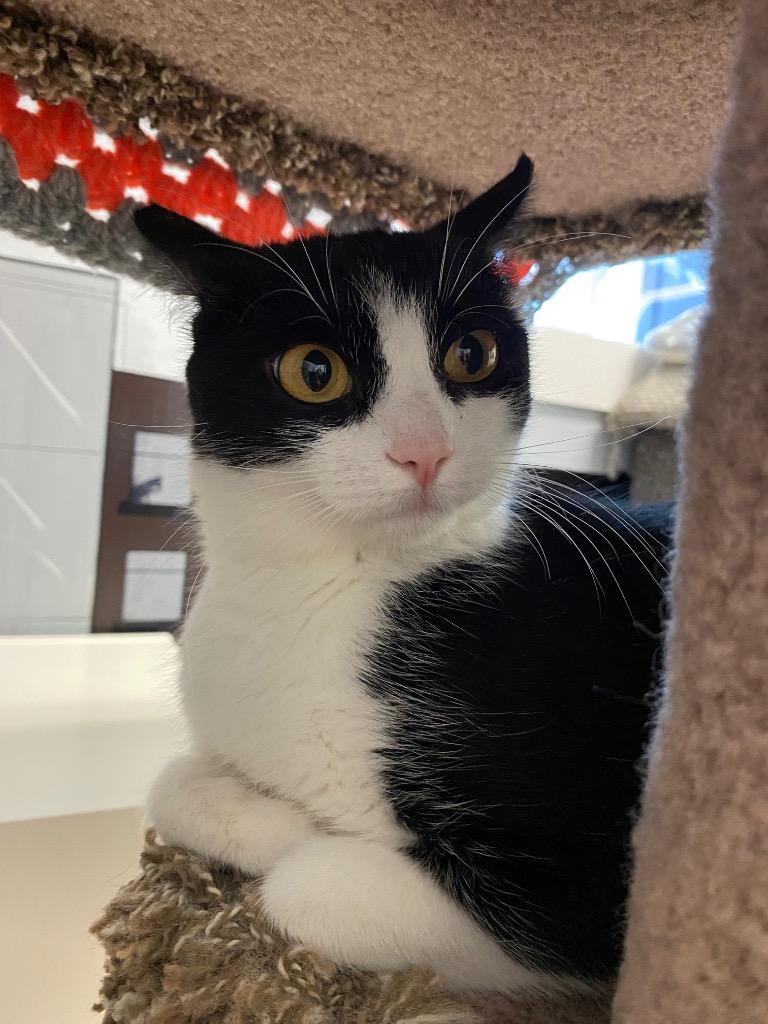 Enlarge Sarai, a Adoptable mixed breed in Winnipeg, MB image 2/4