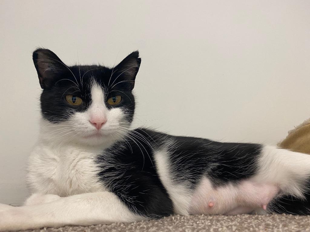 Enlarge Sarai, a Adoptable mixed breed in Winnipeg, MB image 4/4