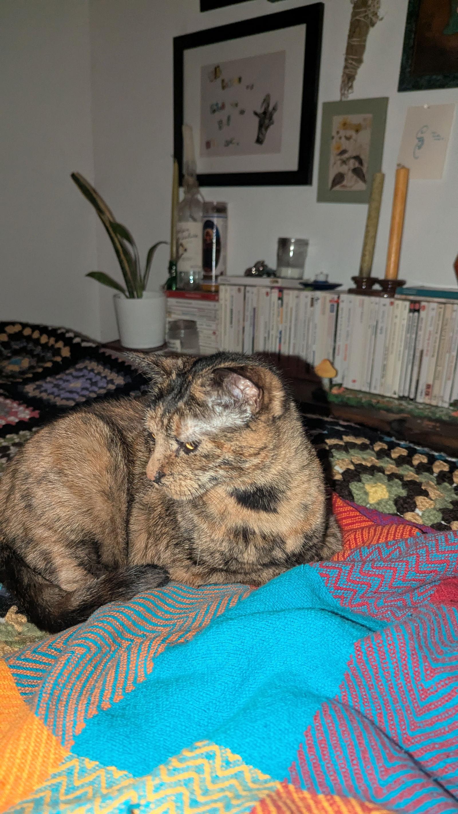 Éclipse, a Adoptable Domestic Short Hair in Montreal, QC image 1/3