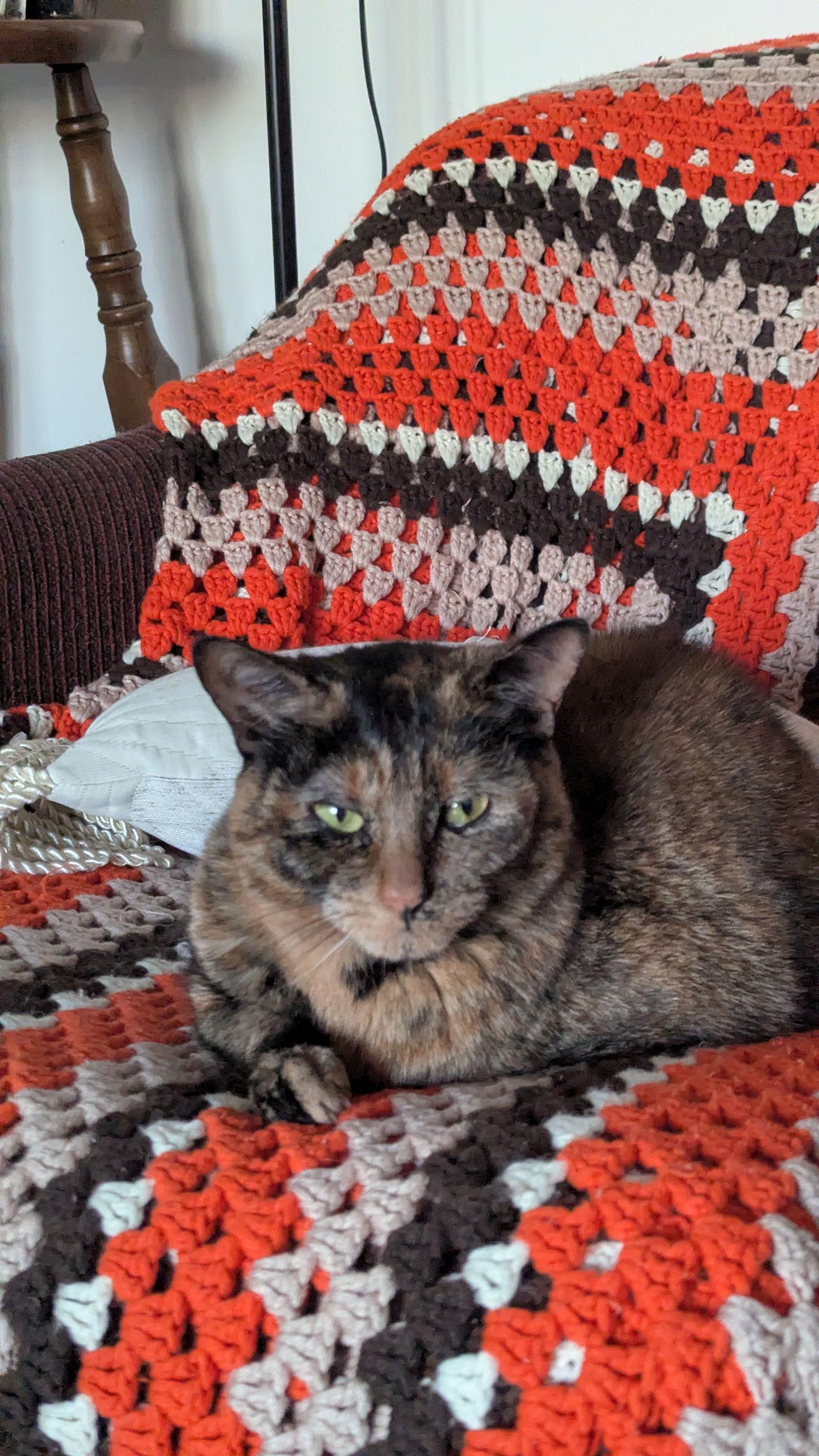Éclipse, a Adoptable Domestic Short Hair in Montreal, QC image 2/3