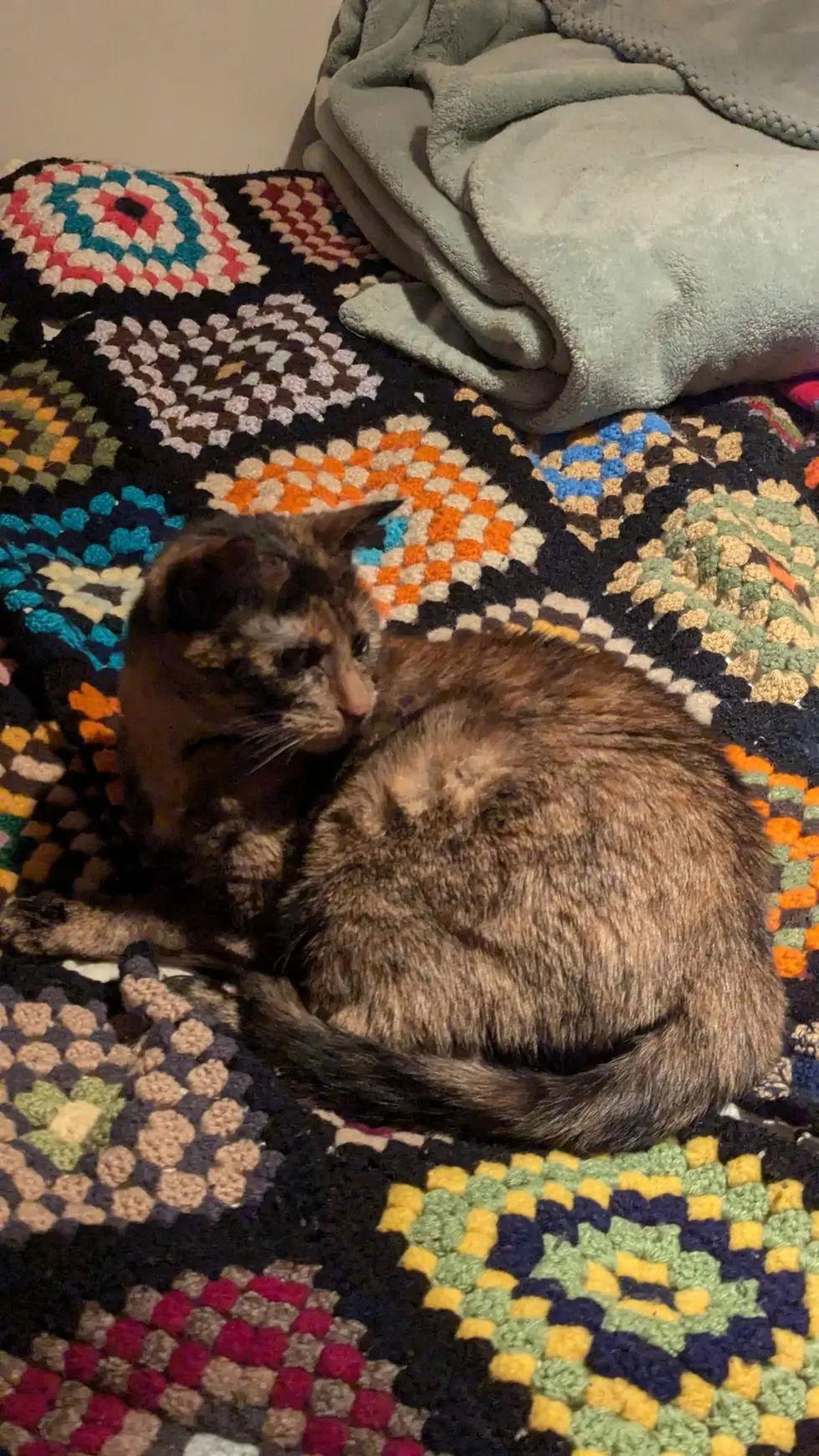 Éclipse, a Adoptable Domestic Short Hair in Montreal, QC image 3/3