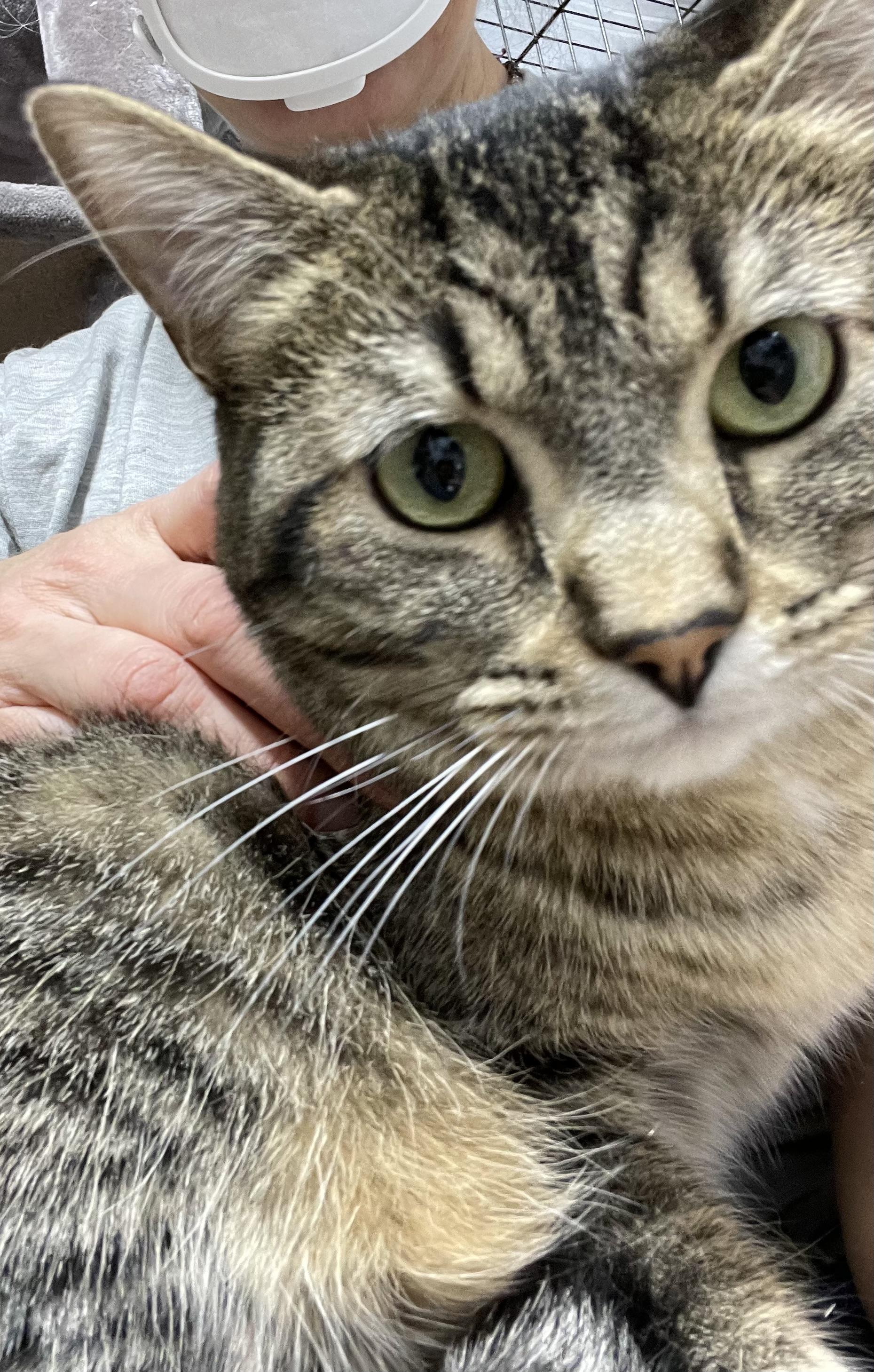 Clawdia, a Adoptable Tabby in Le Mars, IA image 2/6