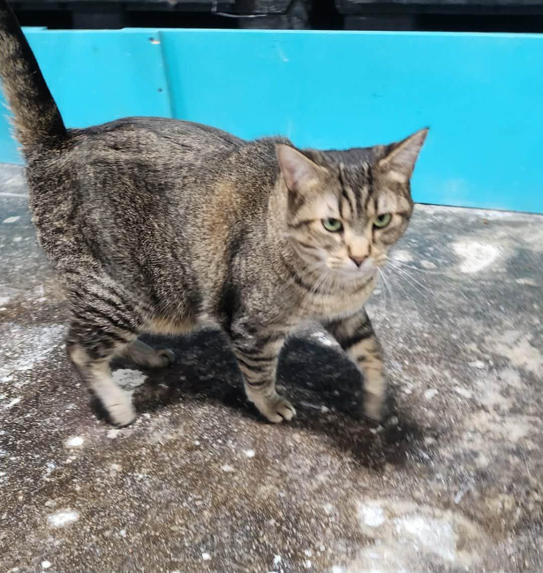 Enlarge Clawdia, a Adoptable Tabby in Le Mars, IA image 1/2