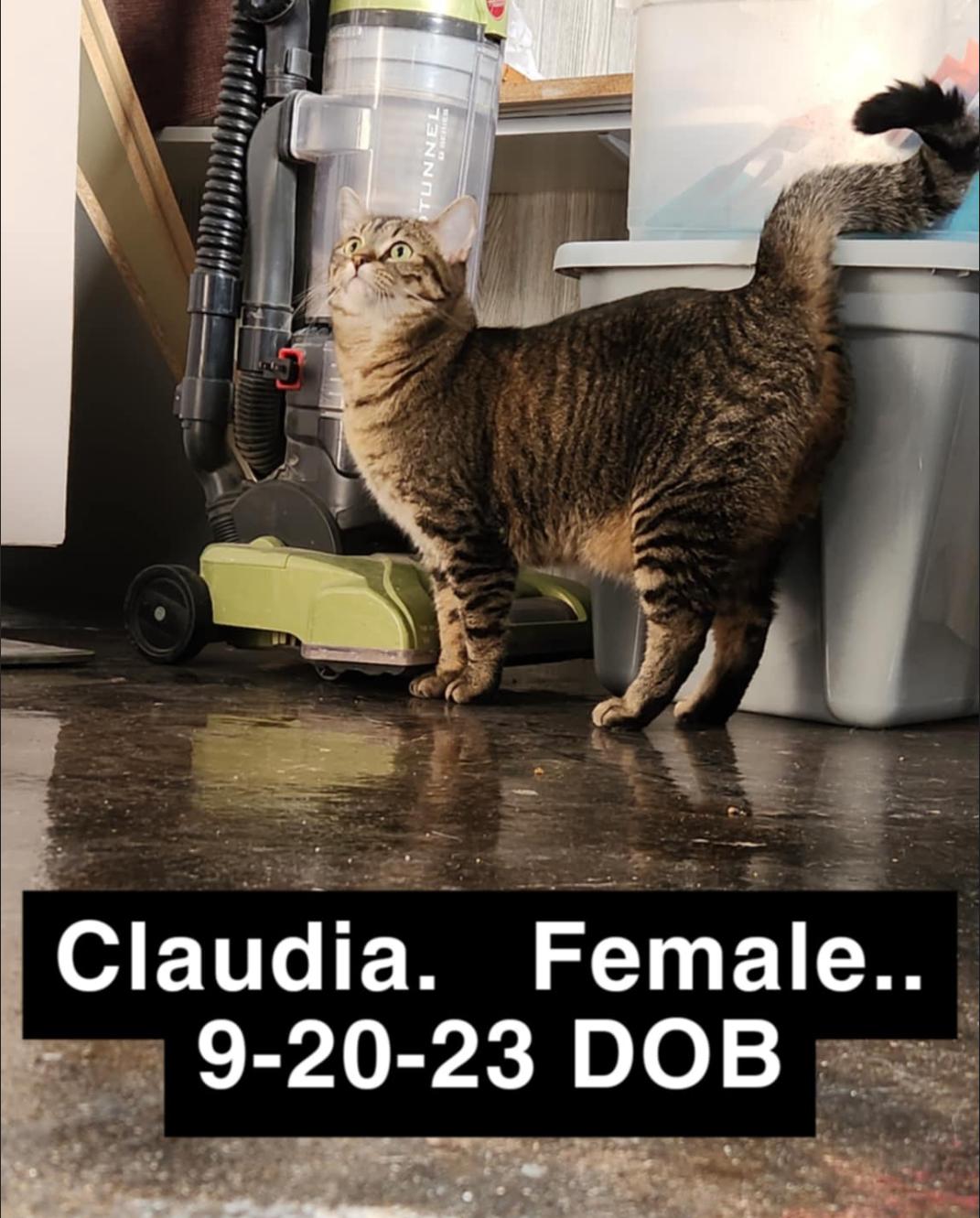 Clawdia, Adoptable, Young Female Tabby.