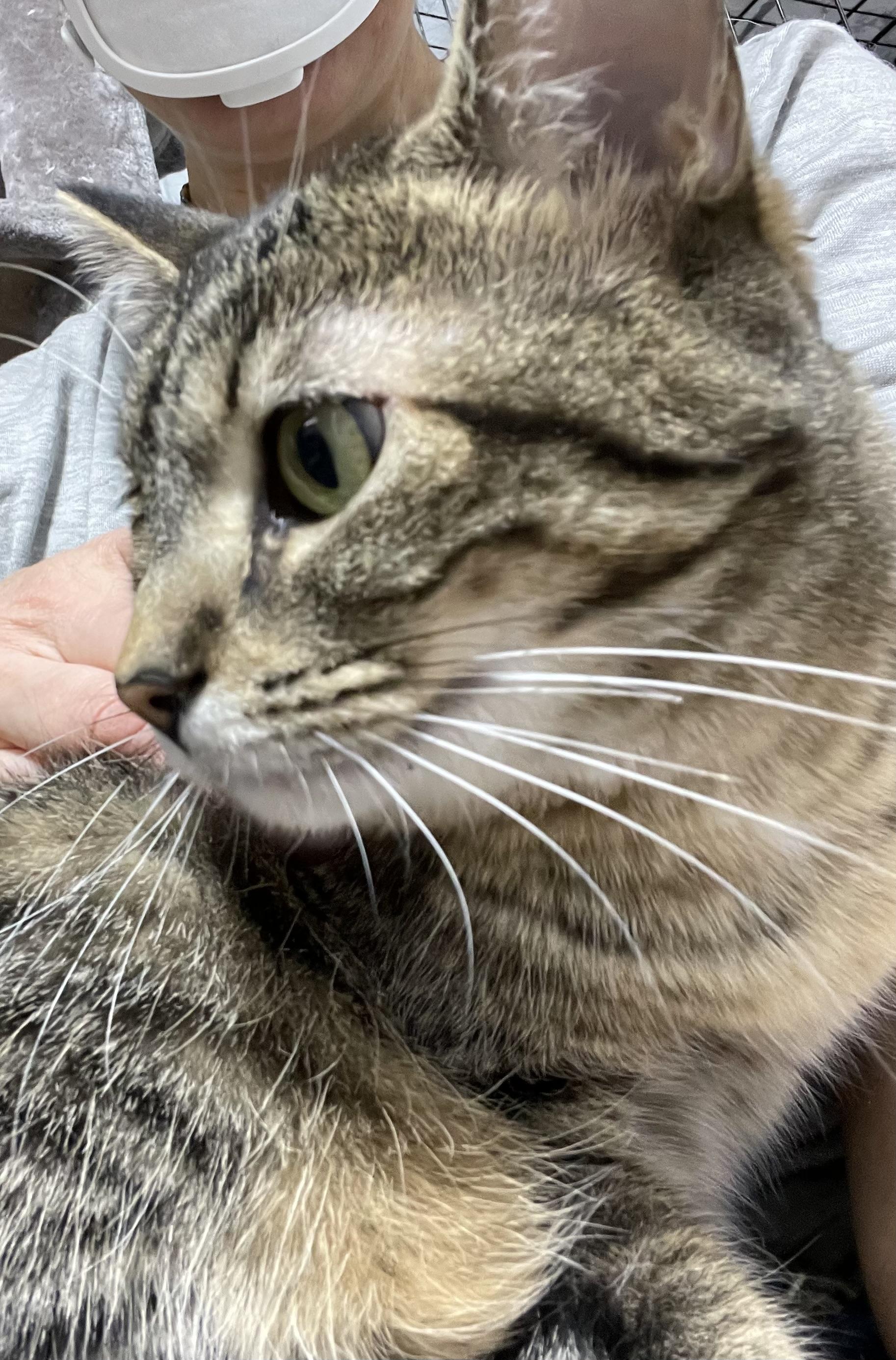 Clawdia, a Adoptable Tabby in Le Mars, IA image 5/6