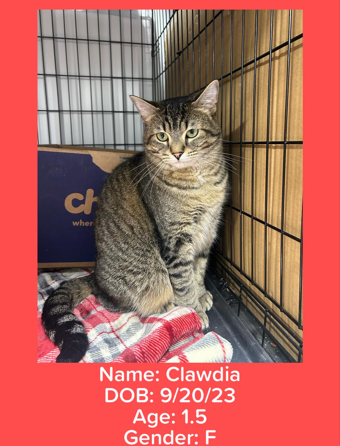 Clawdia, a Adoptable Tabby in Le Mars, IA image 6/6