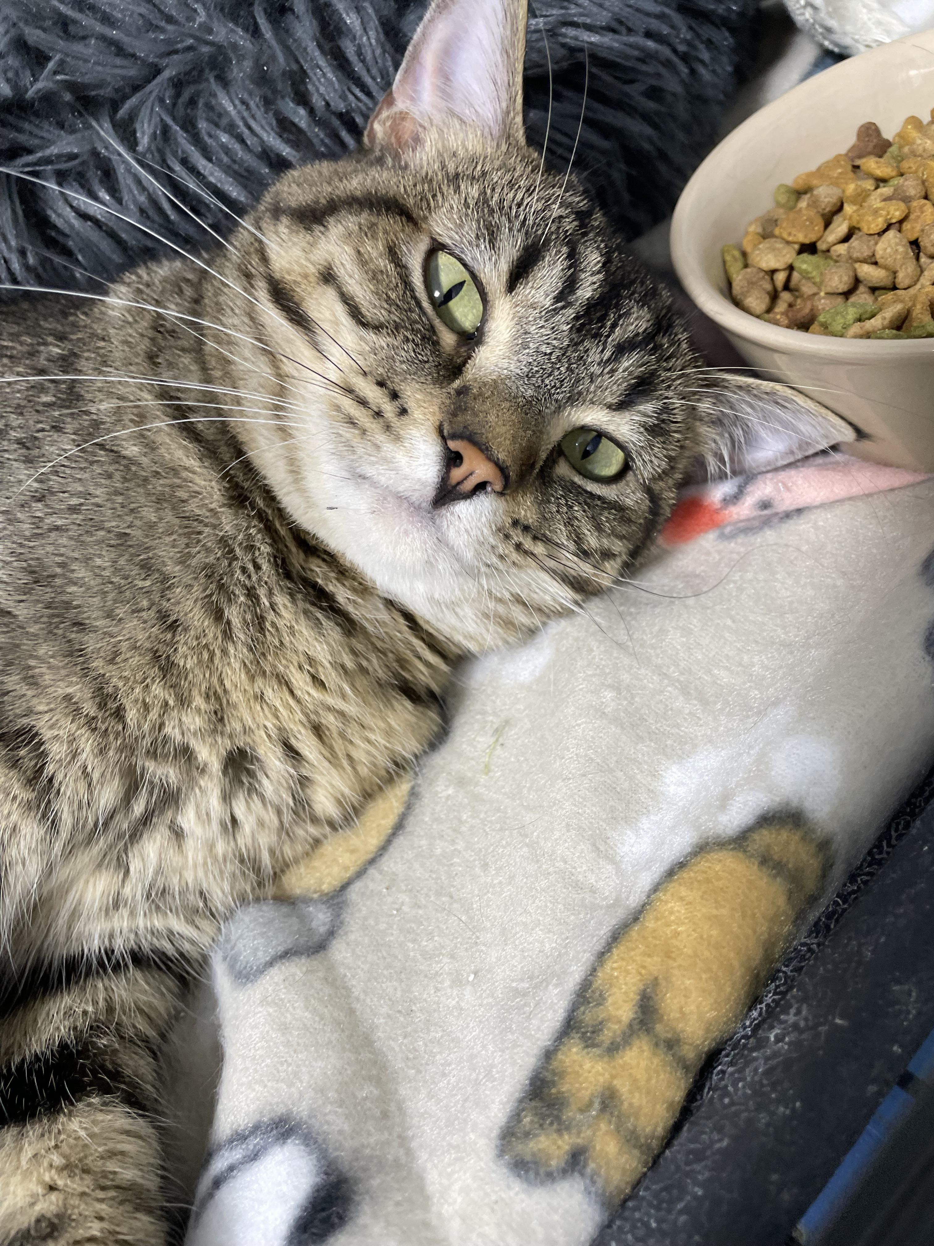 Clawdia, a Adoptable Tabby in Le Mars, IA image 3/6