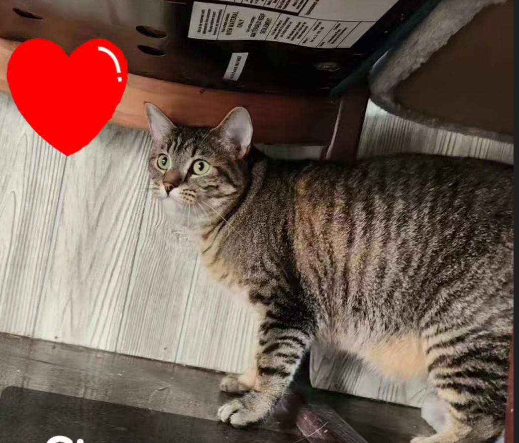 Clawdia, a Adoptable Tabby in Le Mars, IA image 4/6