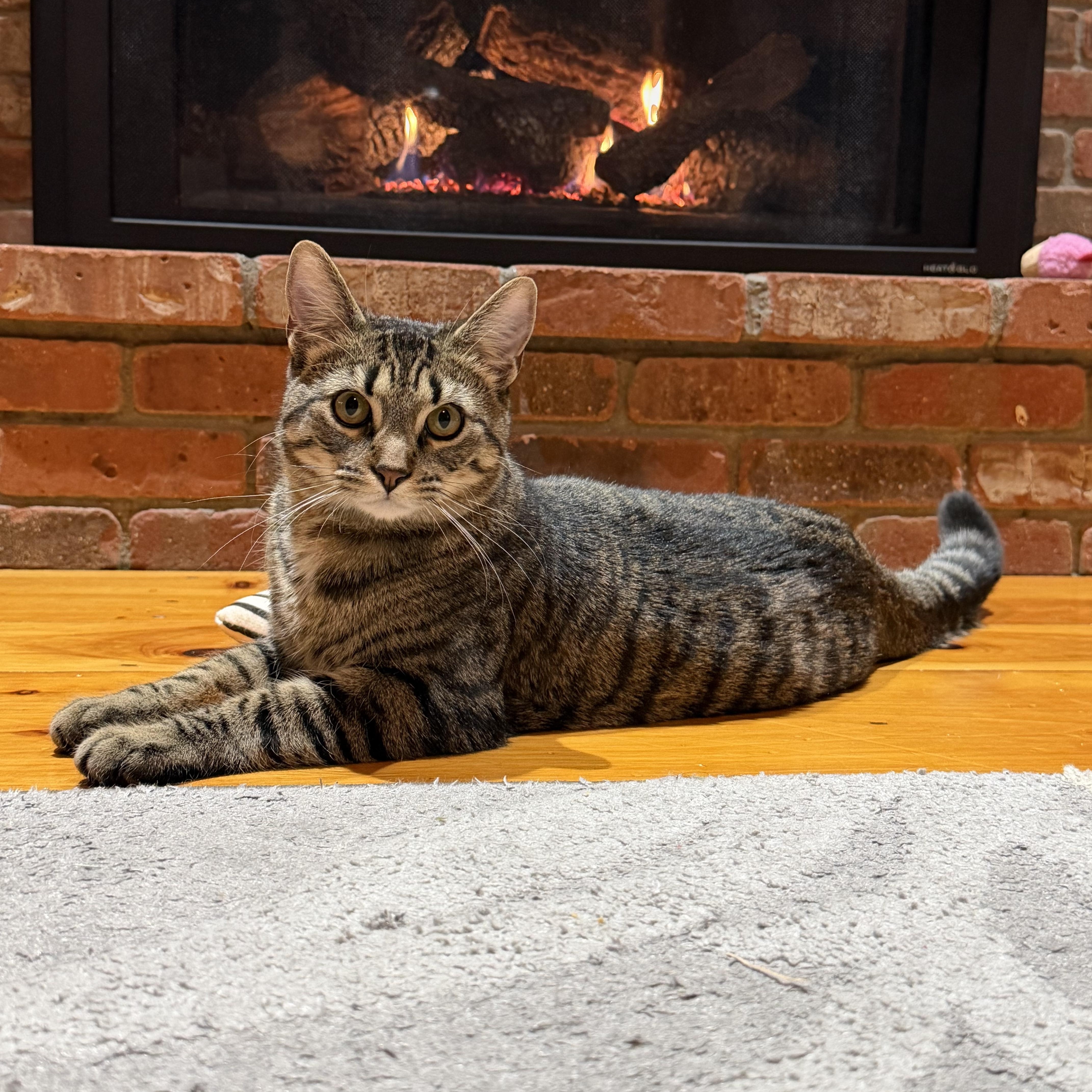 Enlarge Jack and Brie, a Adoptable mixed breed in Melrose, MA image 5/6