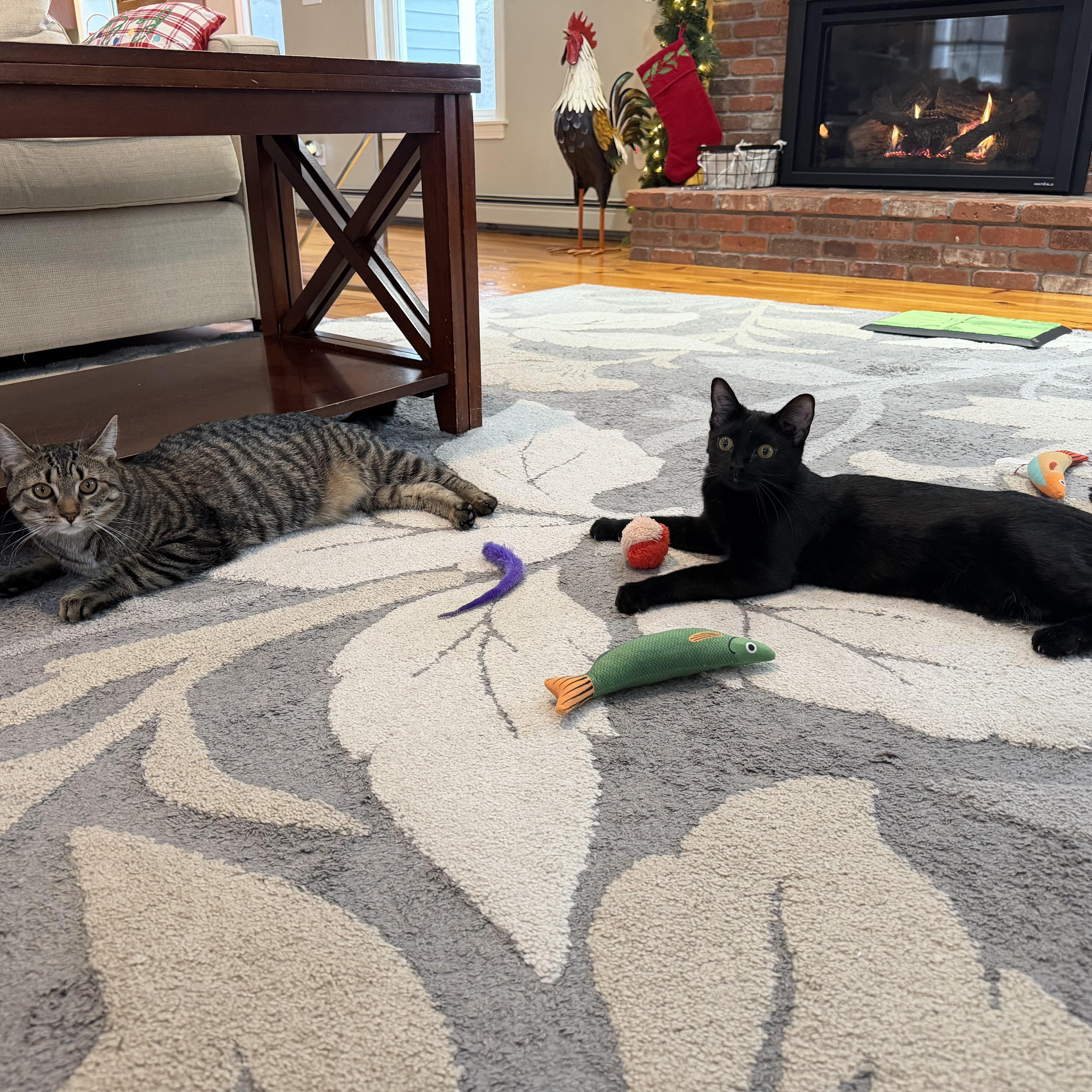 Jack and Brie, Adoptable, Young Female Tabby & Domestic Short Hair.