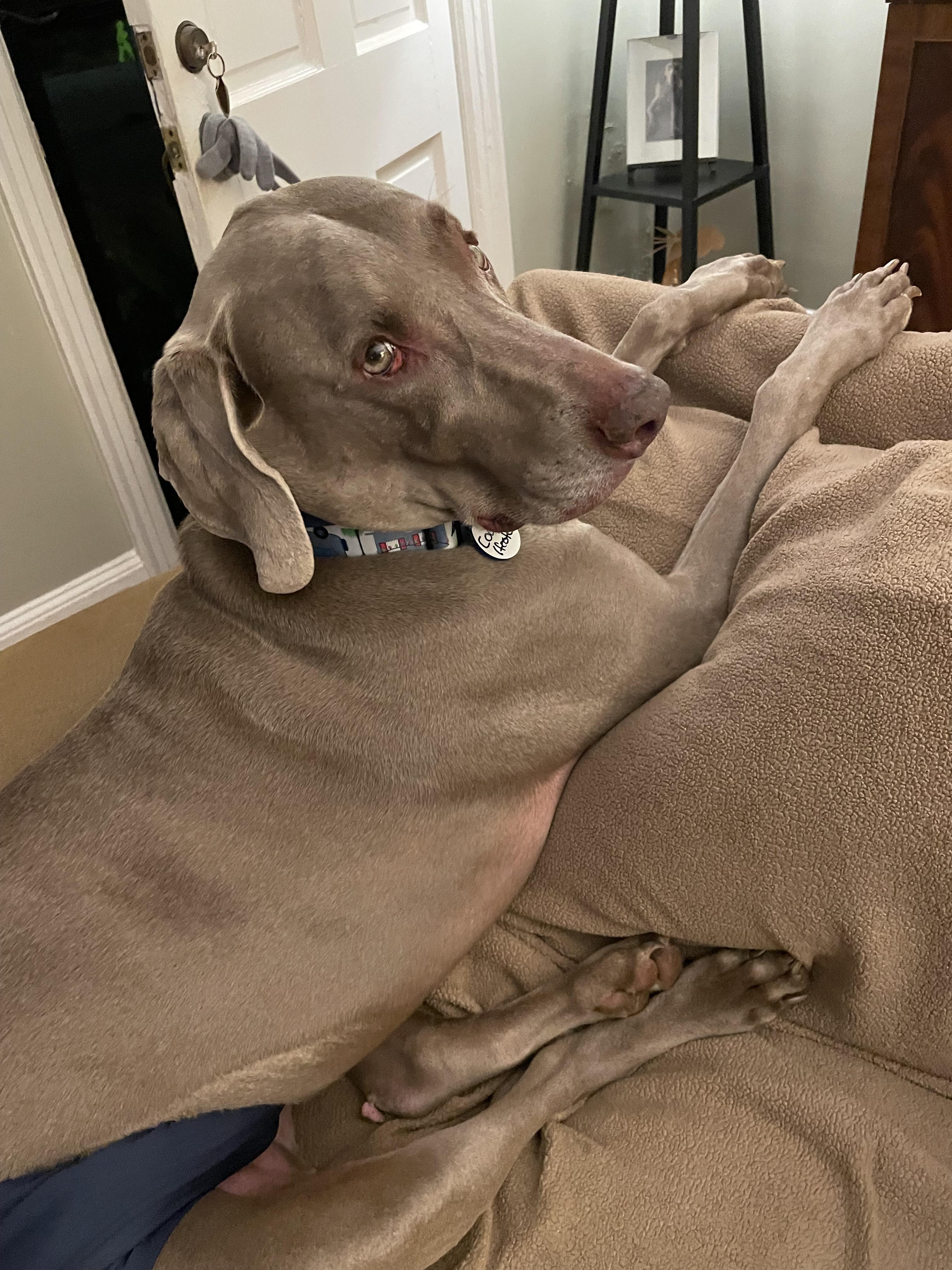 Enlarge Cooper, a Adopted Weimaraner in Marietta, GA image 1/6