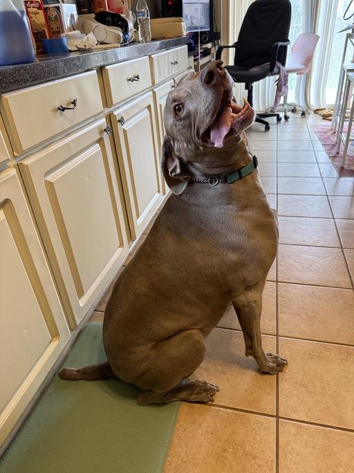 Enlarge Cooper, a Adopted Weimaraner in Marietta, GA image 2/6