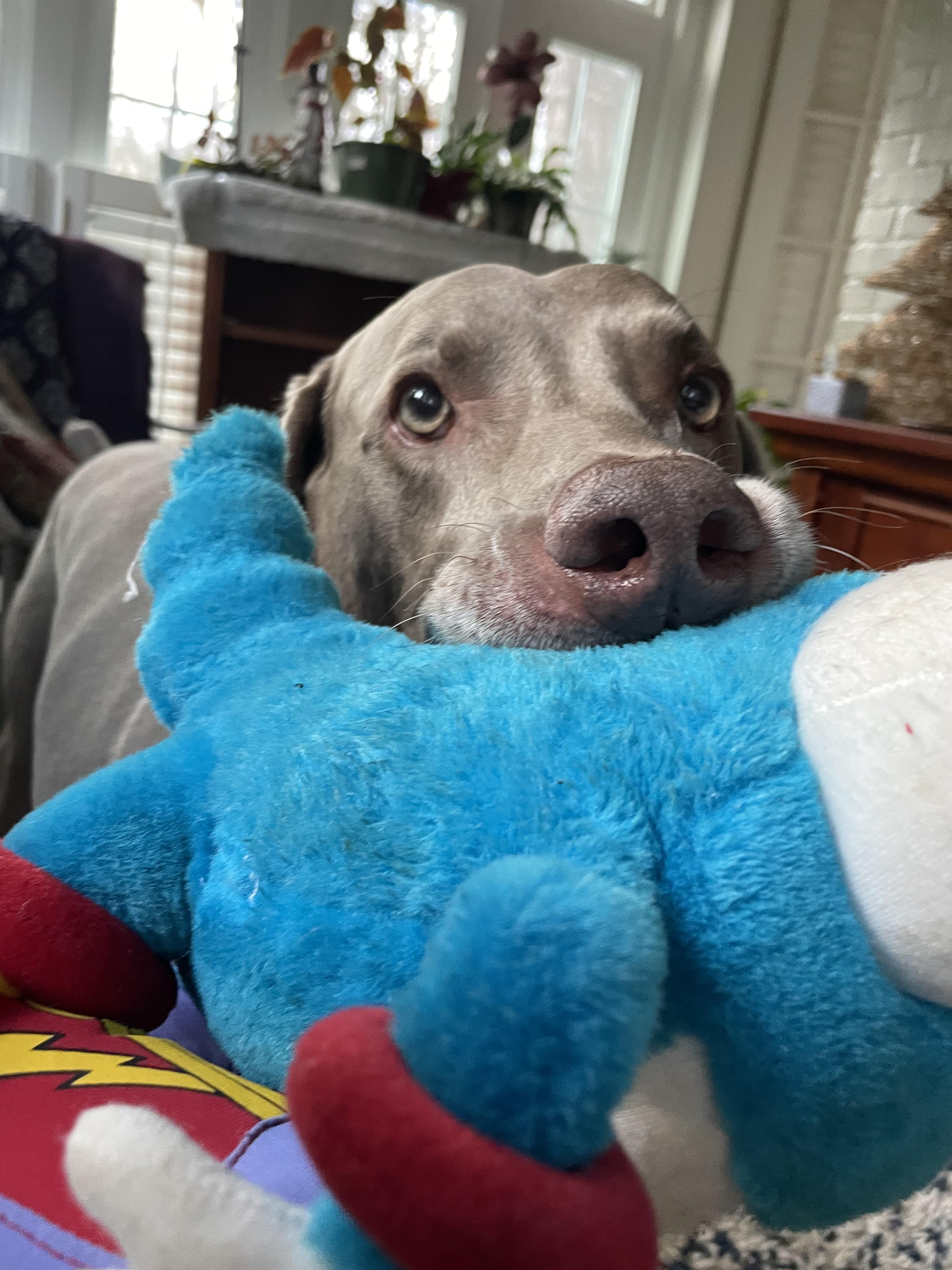 Enlarge Cooper, a Adopted Weimaraner in Marietta, GA image 3/6