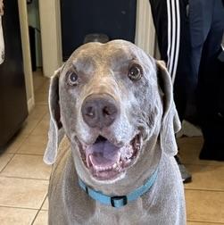 Enlarge Cooper, a Adopted Weimaraner in Marietta, GA image 4/6