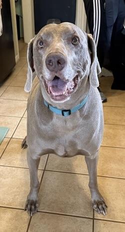 Enlarge Cooper, a Adopted Weimaraner in Marietta, GA image 5/6