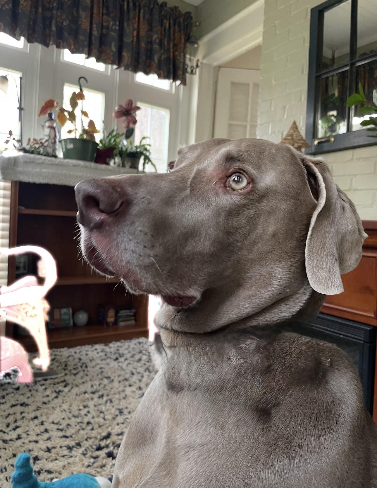 Enlarge Cooper, a Adopted Weimaraner in Marietta, GA image 6/6