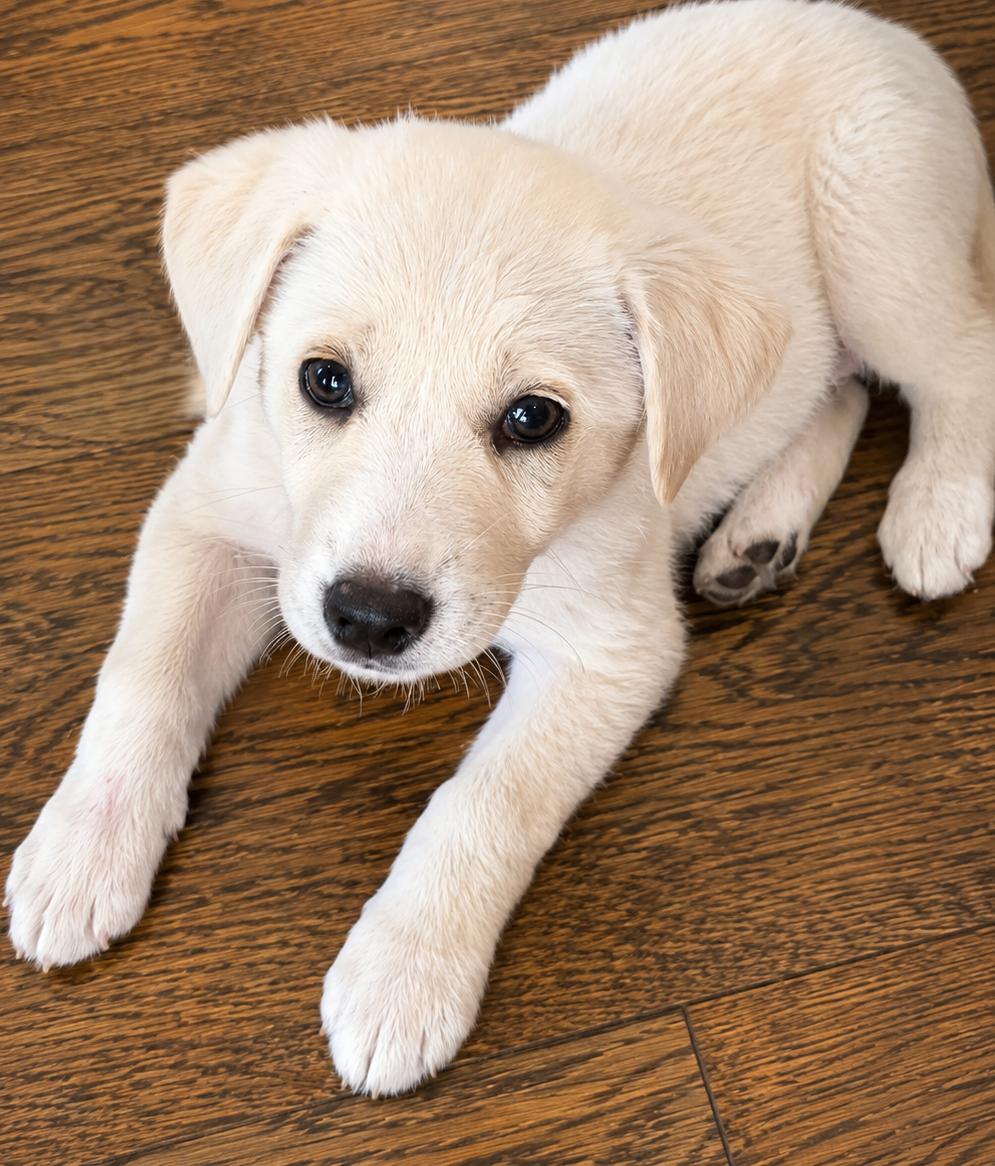 Bronte, a ADOPTABLE mixed breed in Kiowa, OK image 3/6