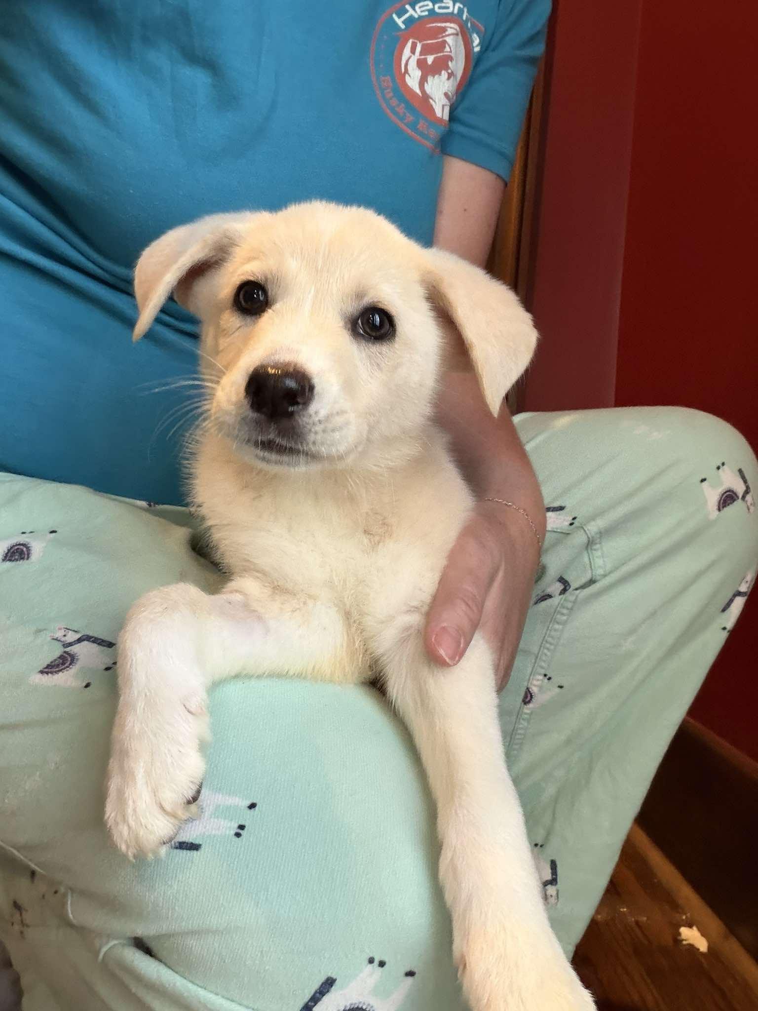 Bronte, a ADOPTABLE mixed breed in Kiowa, OK image 6/6