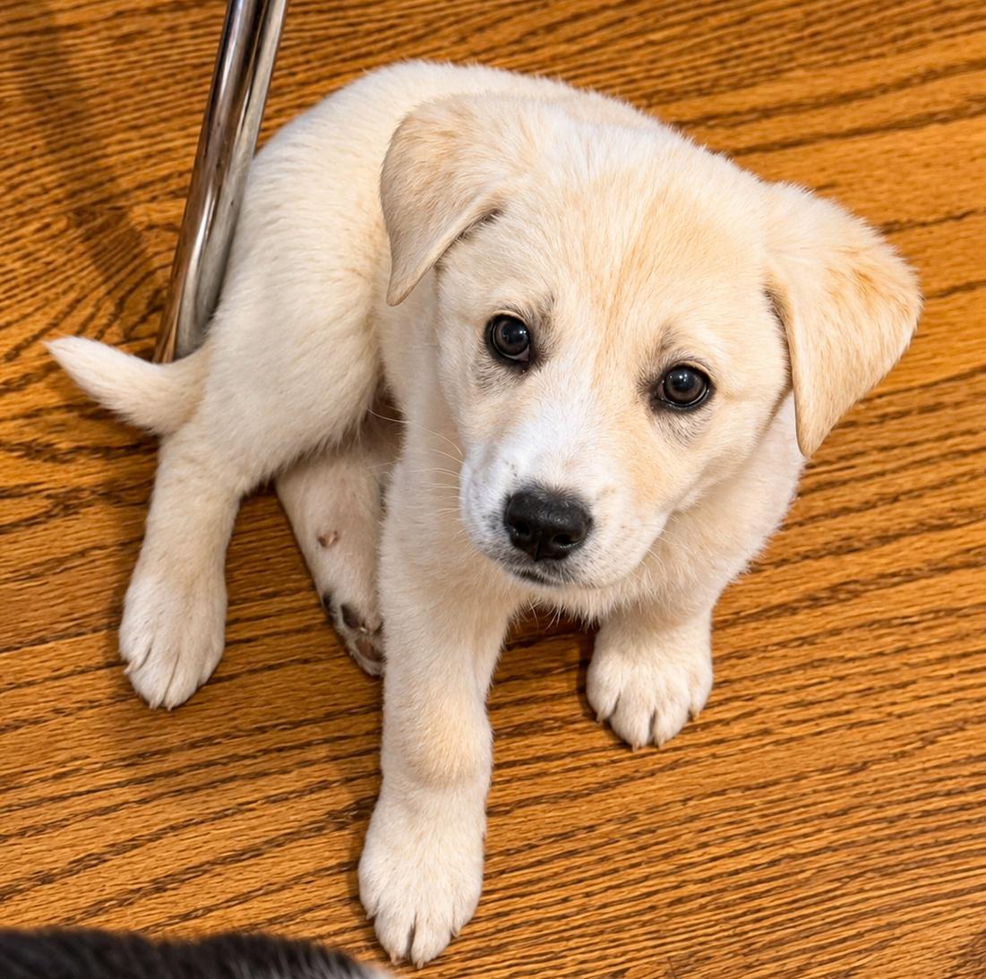Bronte, ADOPTABLE, Puppy Female Great Pyrenees.