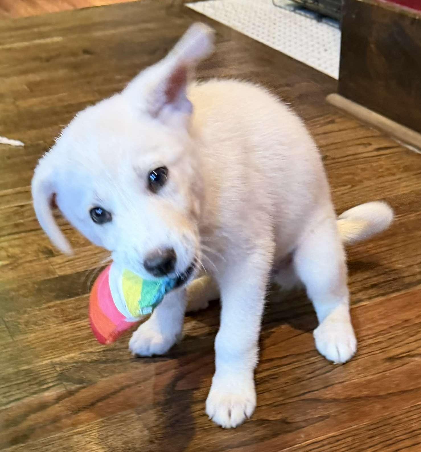 Bronte, a ADOPTABLE mixed breed in Kiowa, OK image 2/6