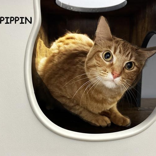 Enlarge Pippin 0224 (bonded with Merry), an adopted Domestic Short Hair in Farmington Hills, MI image 1/1