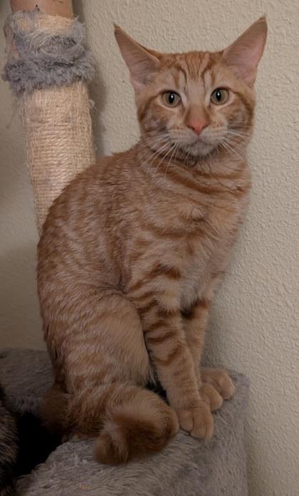 Ginger, Adoptable, Kitten Female Domestic Short Hair & Domestic Short Hair.