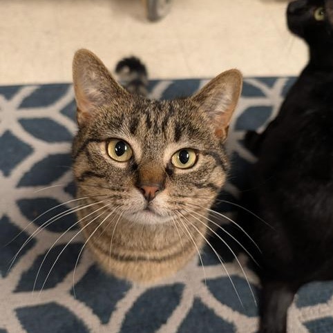 Enlarge Bambino, a ADOPTABLE Domestic Short Hair in Braintree, MA image 3/6