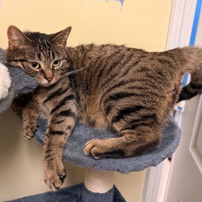 Bambino, ADOPTABLE, Adult Male Domestic Short Hair.