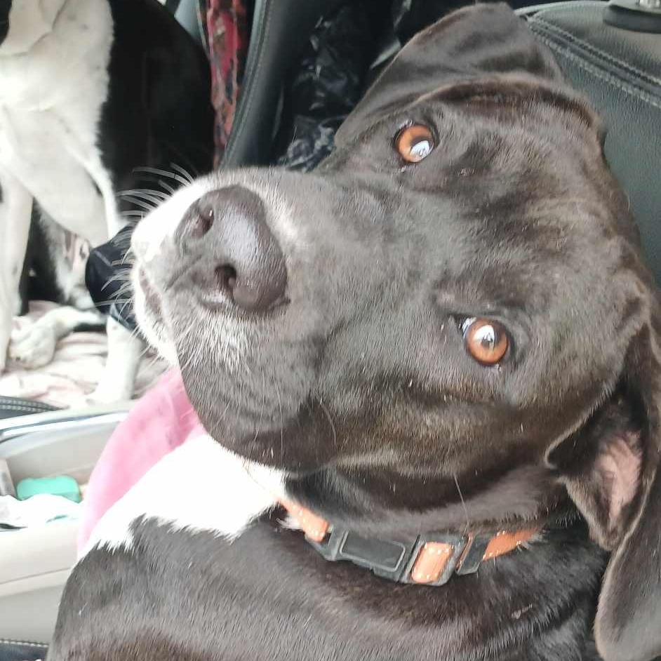 Enlarge Snoops, a Adoptable mixed breed in Port Chester, NY image 4/6