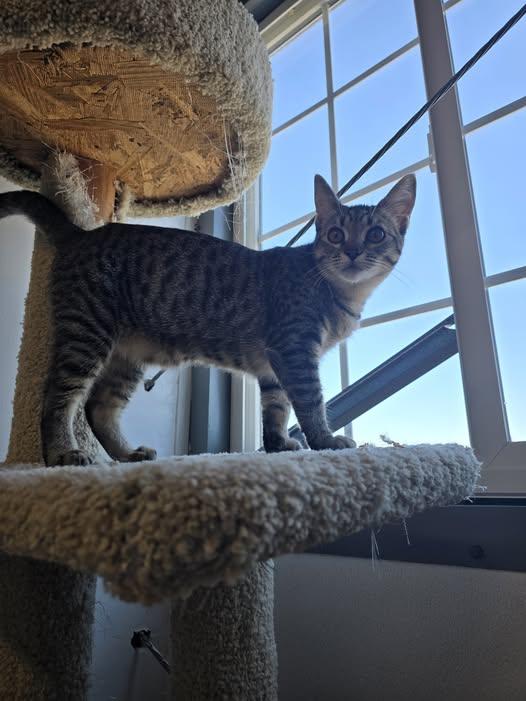 Enlarge Hoppy, a ADOPTABLE Domestic Short Hair in Prineville, OR image 1/1