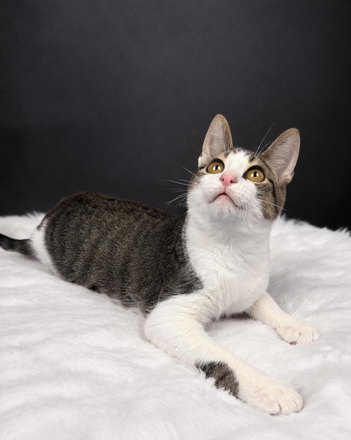 Enlarge Casper, a Adoptable Tabby in Houston, TX image 4/6