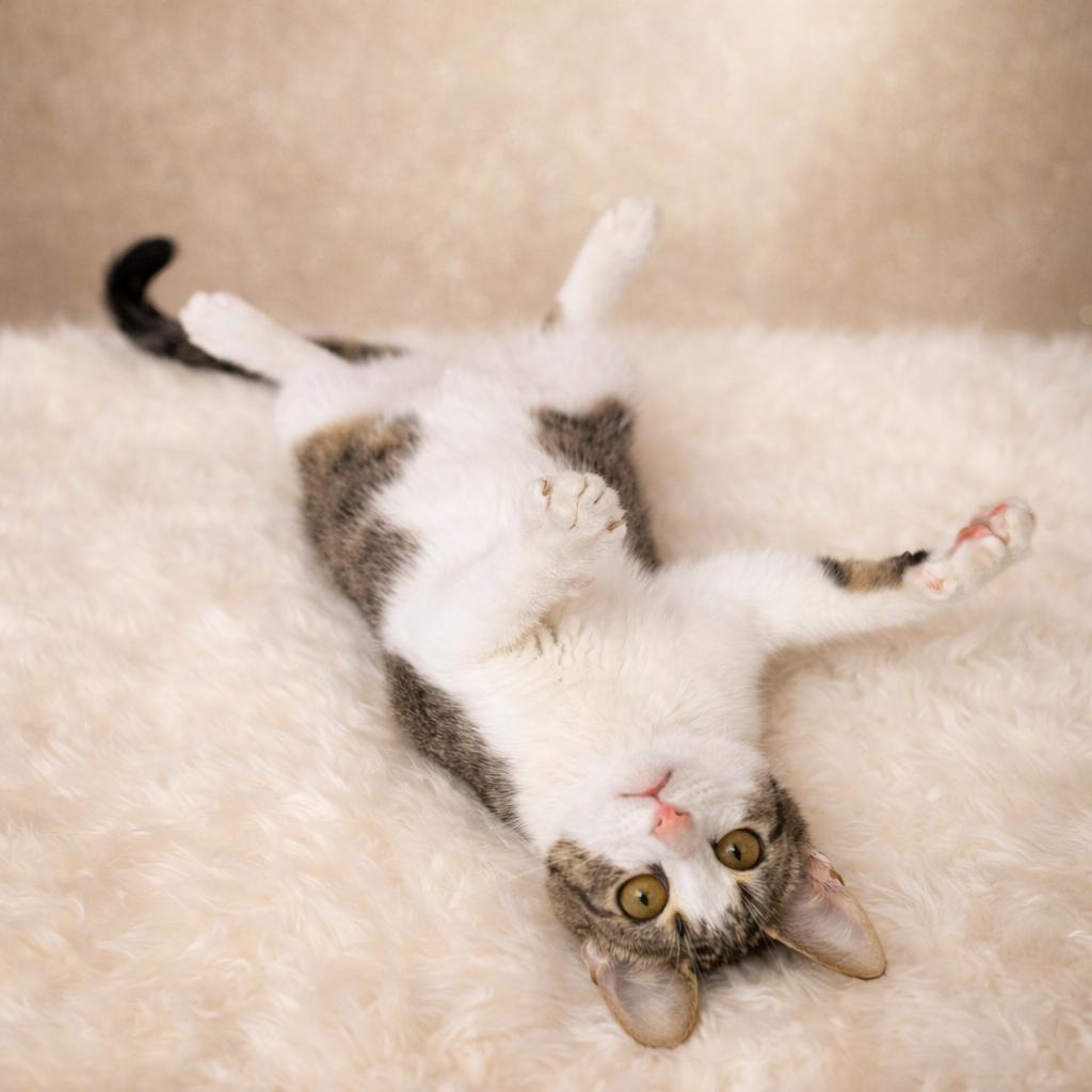 Enlarge Casper, a Adoptable Tabby in Houston, TX image 6/6