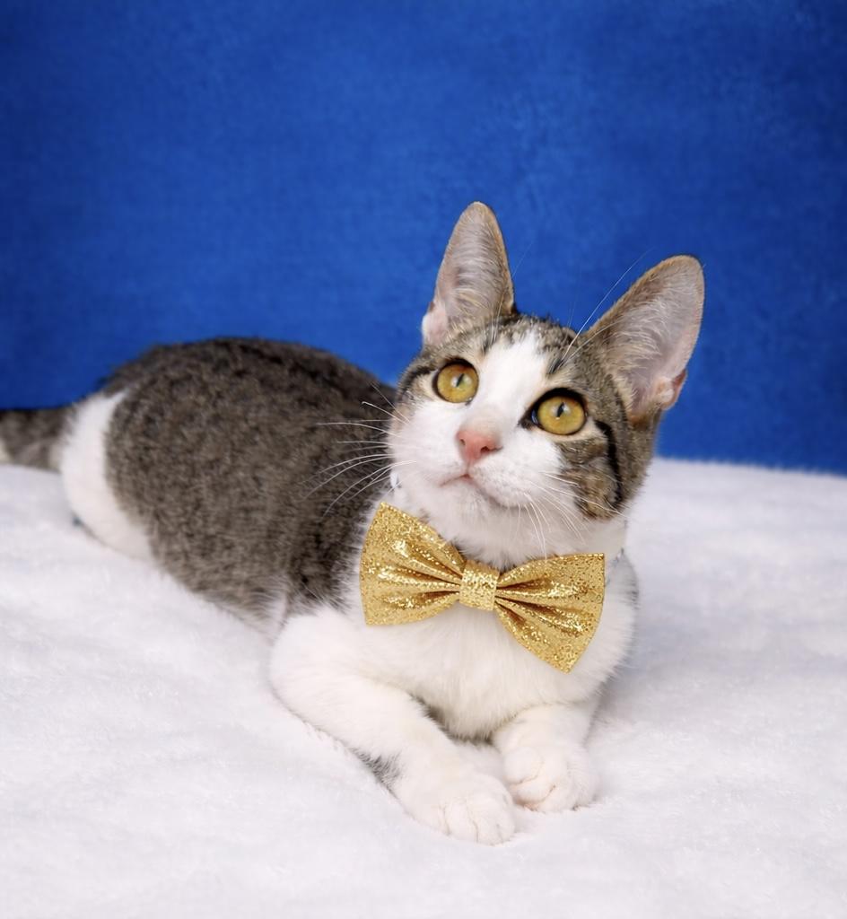 Enlarge Casper, a Adoptable Tabby in Houston, TX image 3/6