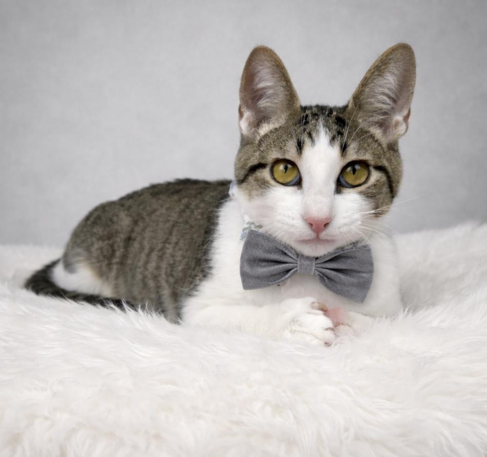 Casper, Adoptable, Kitten Male Tabby.